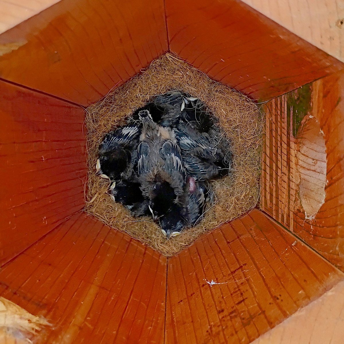 Chickadee Chicks in the Bird Cradle® May 2025