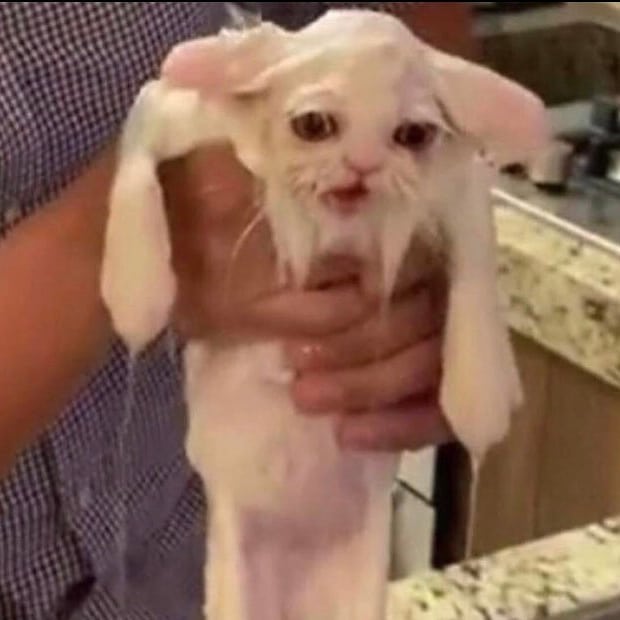 Punch Cat tweet media