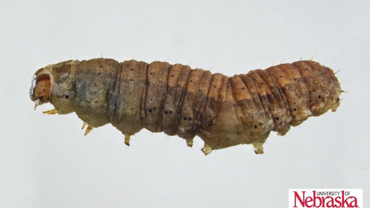 Nebraska CropWatch (@unl_cropwatch) on Twitter photo From tracking to testing, we're here to help #farmers with #croppest problems!
In this week's issue:
🌱 Pests in Emerging #Corn: Scouting & ID Tips
🌱 #Wheat Disease Update: Stripe Rust Sighted
🌱 Need help ID'ing a crop pest? Send it to <a href="/UNL_PlantPath/">UNL Department of Plant Pathology</a>
buff.ly/kX4Dkjx From tracking to testing, we're here to help #farmers with #croppest problems!
In this week's issue:
🌱 Pests in Emerging #Corn: Scouting & ID Tips
🌱 #Wheat Disease Update: Stripe Rust Sighted
🌱 Need help ID'ing a crop pest? Send it to <a href="/UNL_PlantPath/">UNL Department of Plant Pathology</a>
buff.ly/kX4Dkjx