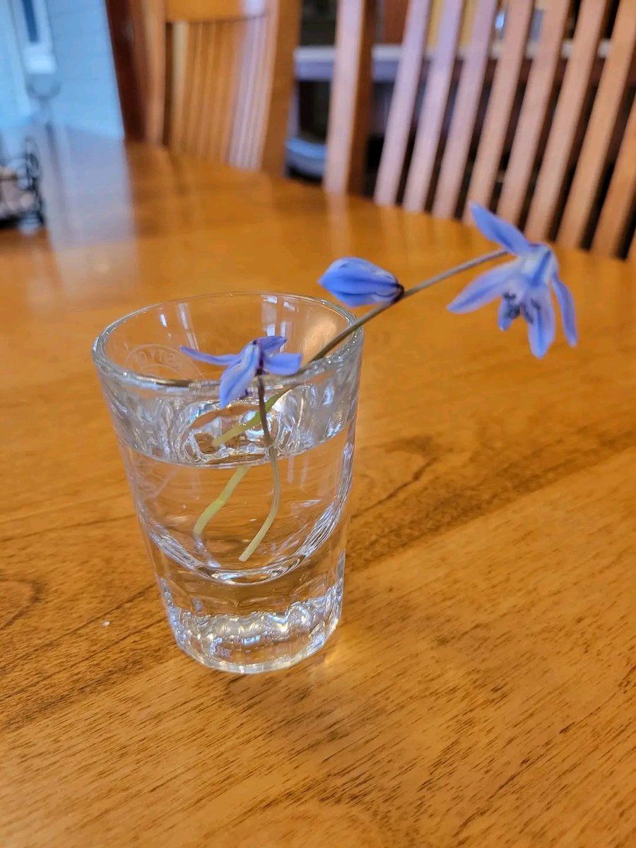 McquestionKaren's tweet image. Spring in Wisconsin! My son just came in from outside and presented me with these tiny flowers saying, They were just growing in the middle of the lawn",
Let’s support each other 🥰
#writing #amwriting #readingcommunity
#author #writer #writerscommunity #thursdayvibes