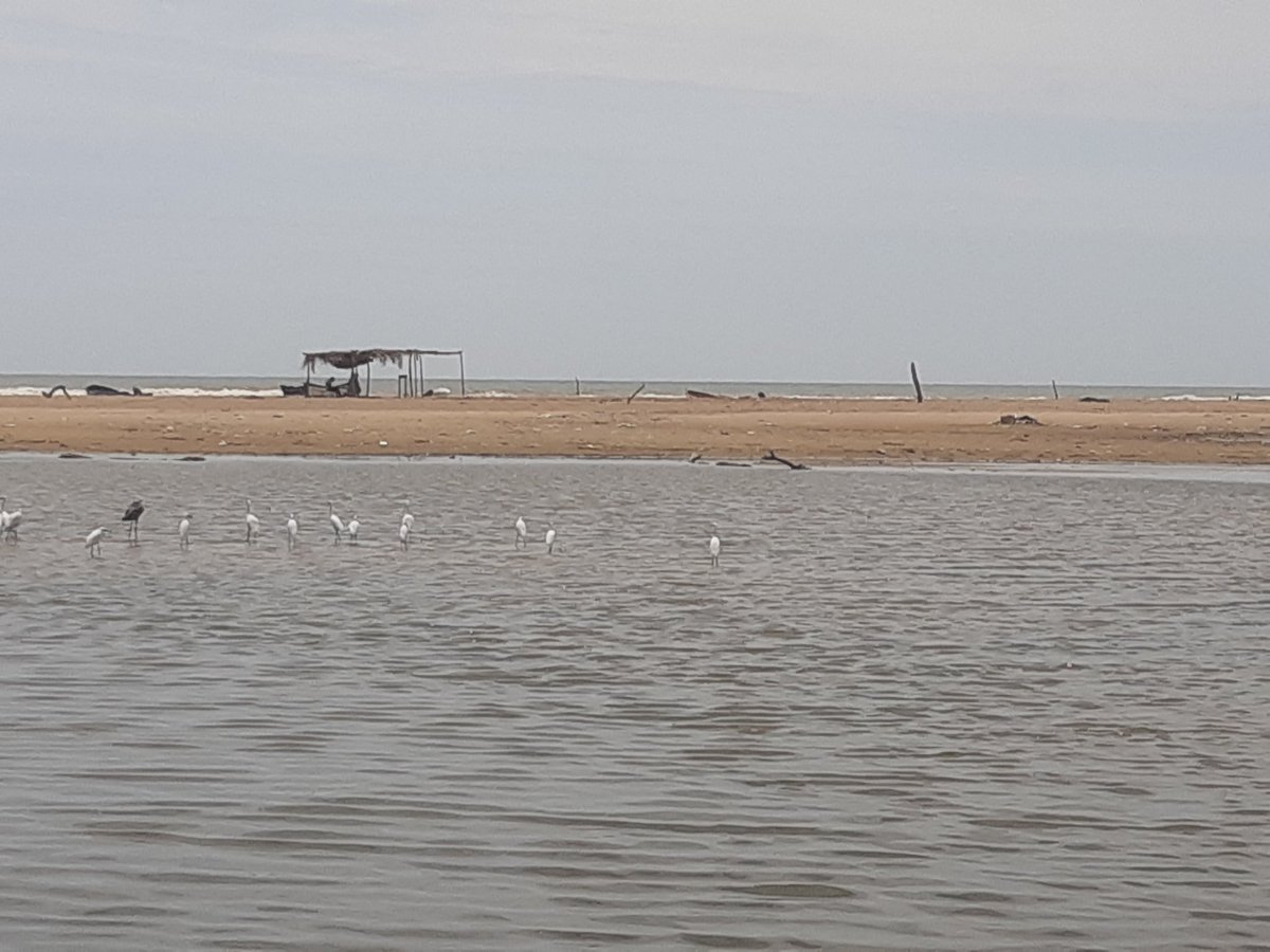 Temporada de Camarones en la Laguna de Tacarigua. De inspección en 97.1 "La FM de Barlovento"