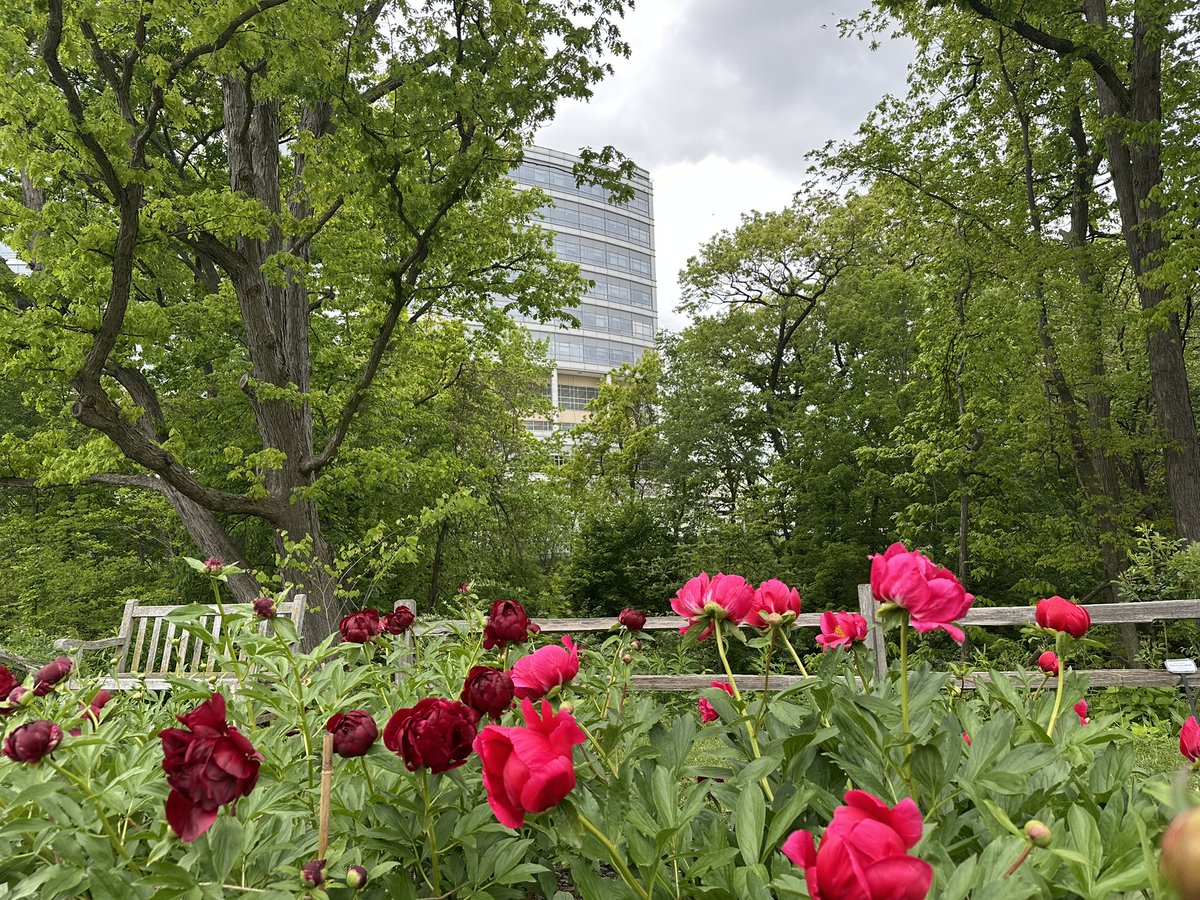 Just steps away from our main medical campus, thousands of peony blossoms have begun to bloom, as they have for more than 100 years.

This year, a free weekend shuttle will make it easier to see them, while preserving patient/staff parking. Info: mbgna.umich.edu/peony-garden