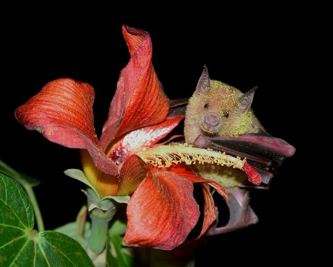 Diversidad de flora y fauna de encuentra en nuestro país 
#IzquierdaPinera 
#IzquierdaLatina
#DeZurdaTeam