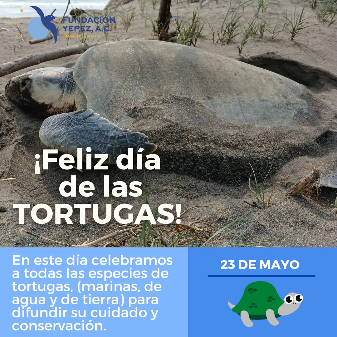 Gracias a quienes luchan día con día por su preservación, porque todas juegan un papel importante en nuestro equilibrio ecológico. Continuamos con nuestras acciones para su protección y conservación. ¡Muchas gracias! 🐢