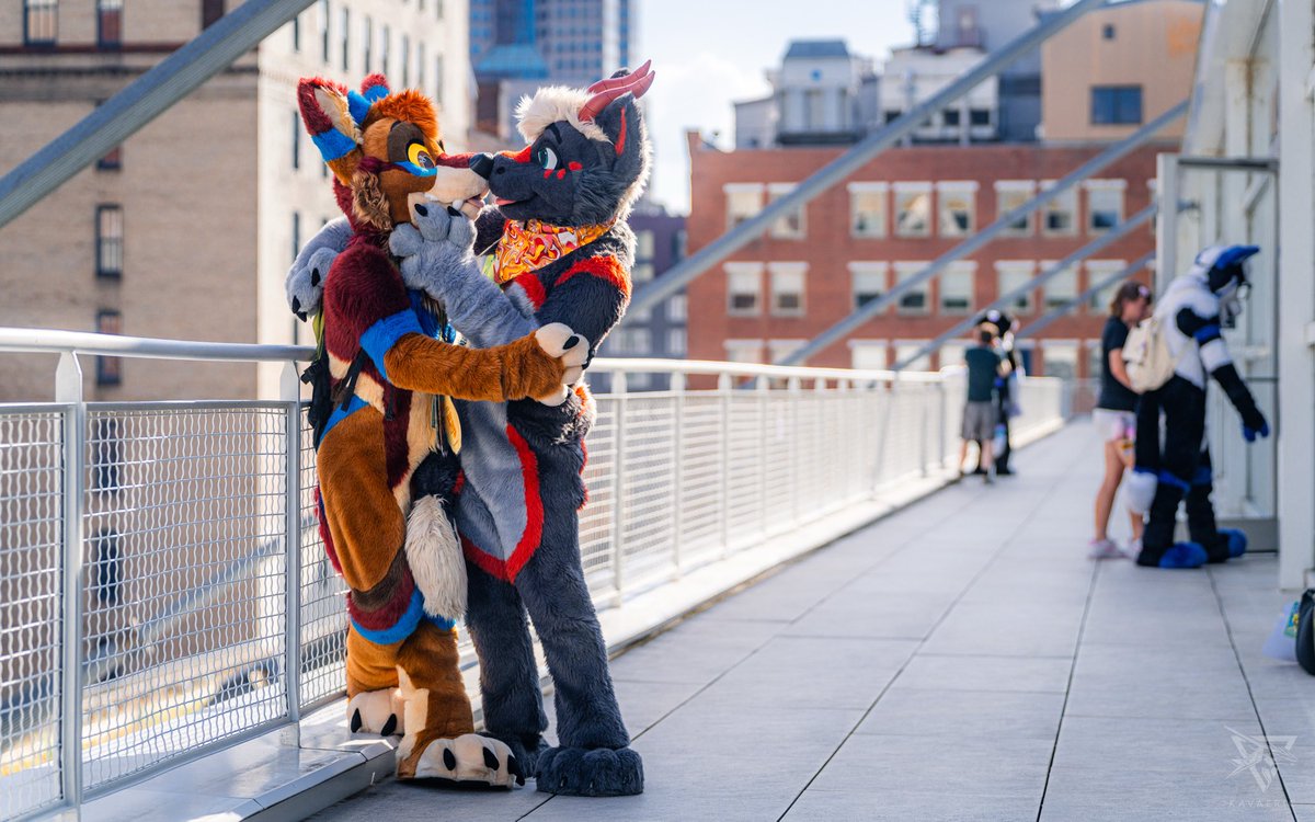 have you kissed your local yote yet this week? it’s mandatory.

#FursuitFriday 
📸: <a href="/Kavaeric/">Kavaeric</a>