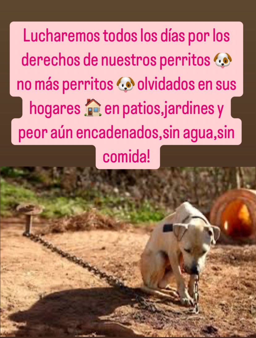 No más perritos abandonados en sus propios hogares,en los patios,jardines ,peor aún encadenados, muchas veces sin agua y sin comida! Esto es crueldad pura! Es maltrato!!!! Se debe denunciar!!!!😒😒😒RT