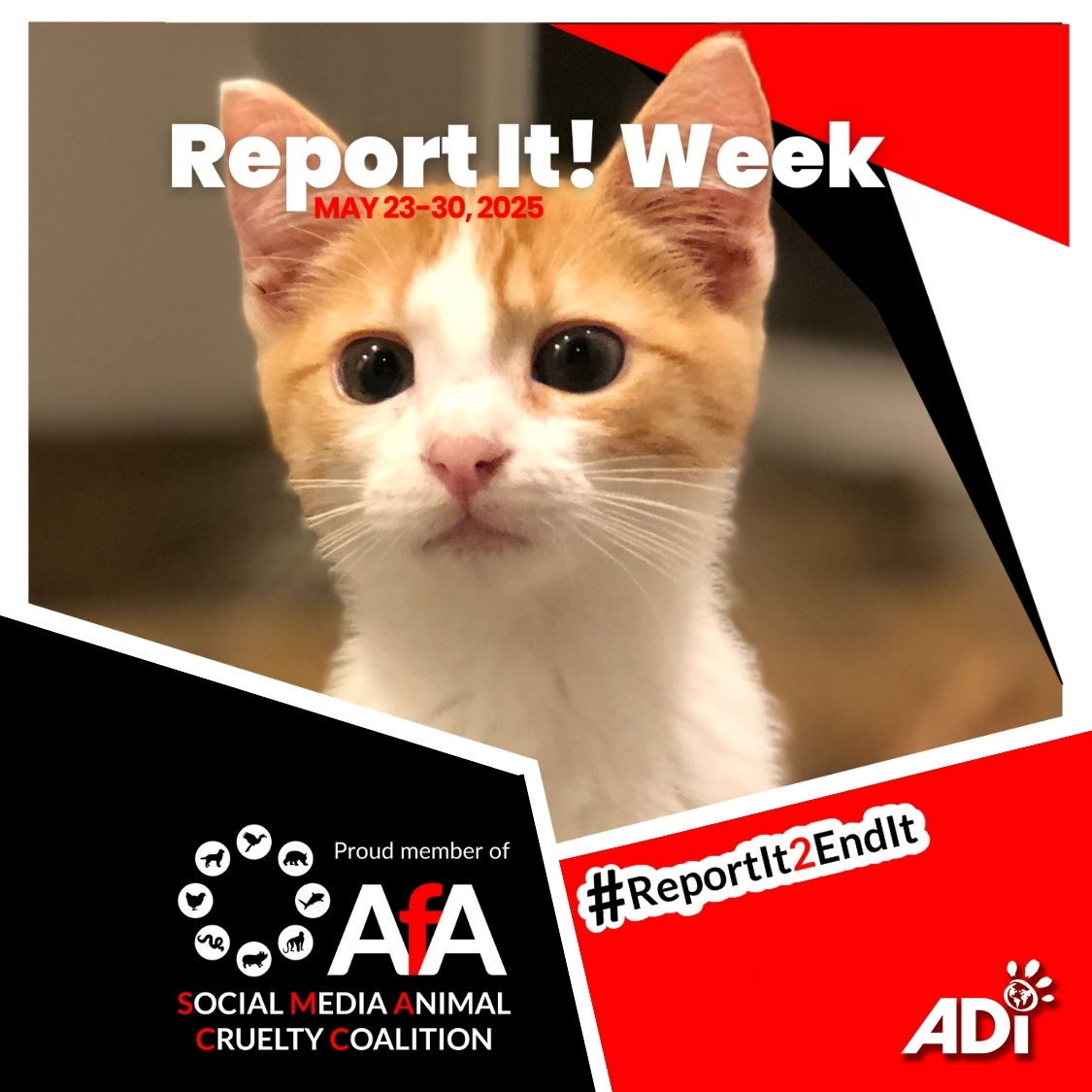 REMINDER: When you come across animal abuse content online, your response matters.
🚫Do NOT watch, engage, comment, or share
✅Report it directly to the platforms
✅Report to ADI at whistleblower@ad-international.org
#BeTheirVoice #ADI