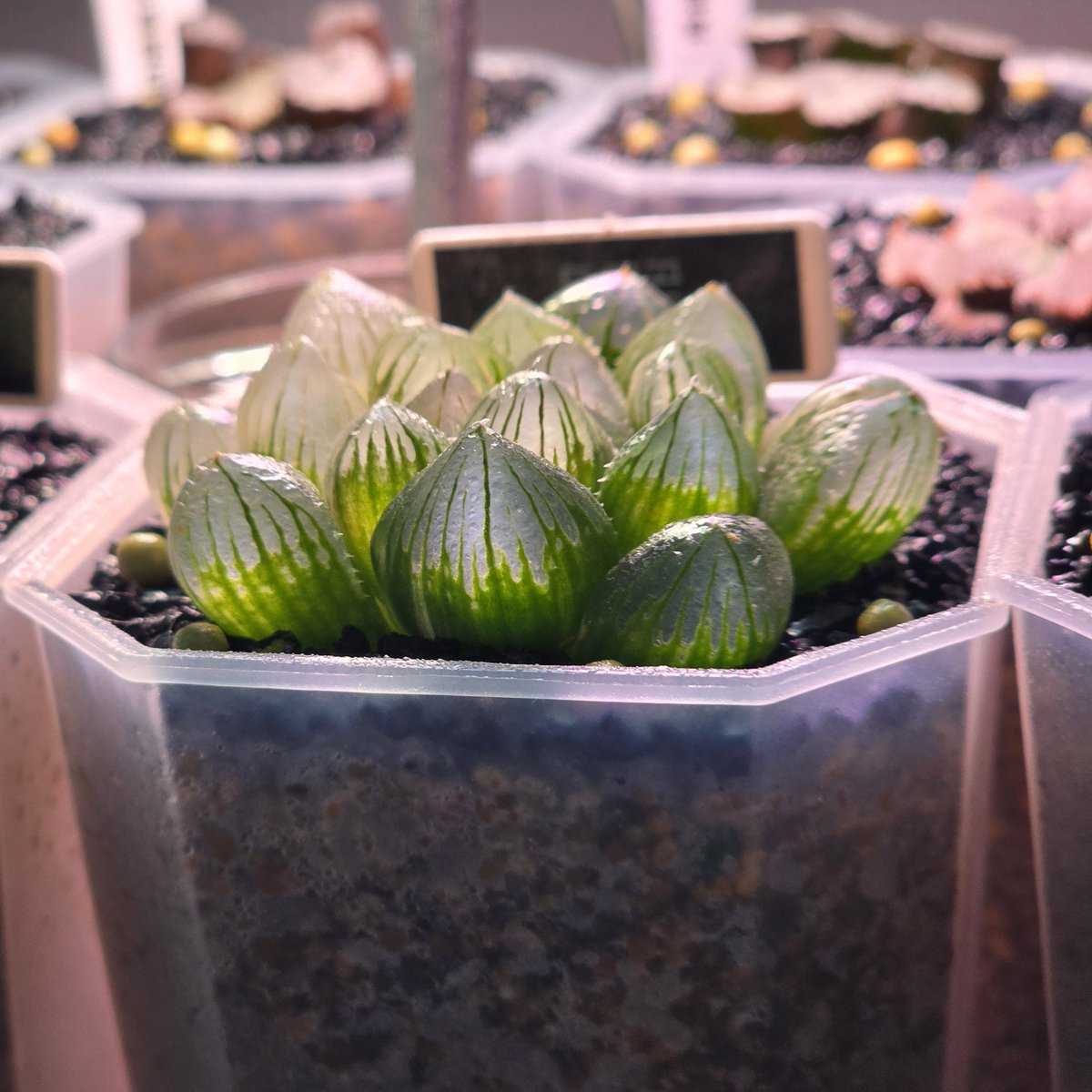 아침의 하월시아