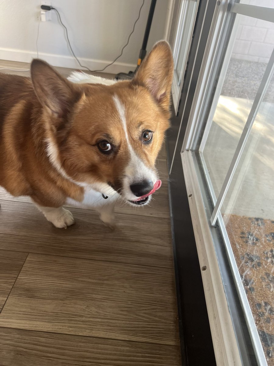 whitemanML's tweet image. Archie has become part of the family! He got his first groom with us yesterday, and I must say his buns look amazing 🤩 lol. We have 2 of our daughter’s dogs this weekend. I feel like a kennel. Gramma will spoil em! #dogsarefamily #corgination #granddogs