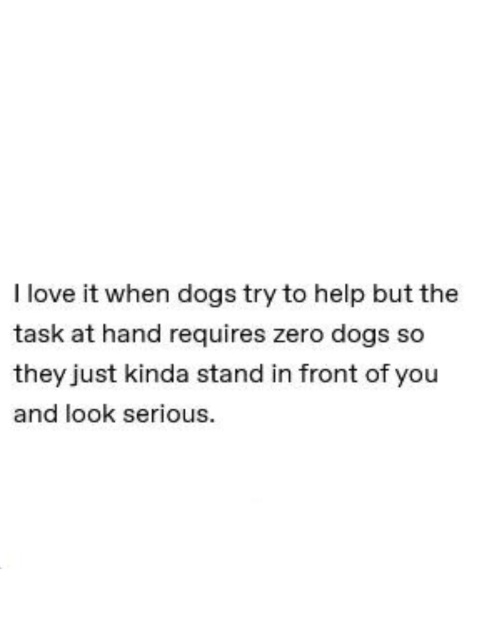 Brownie the Dachshund 🌈 (@browniethedach1) on Twitter photo 