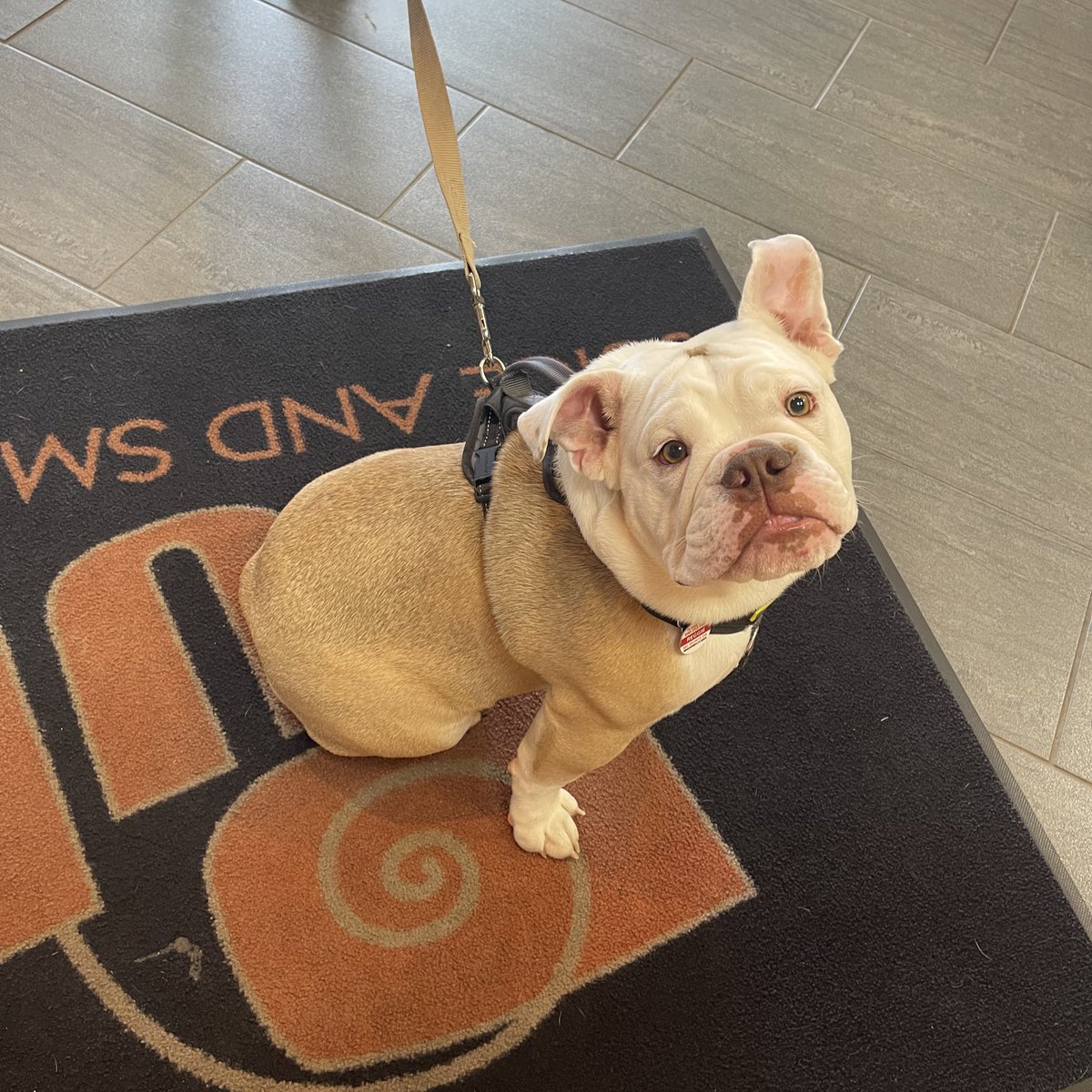 MadisonPulp's tweet image. Reggie! Customer of the day! 🐶🧡