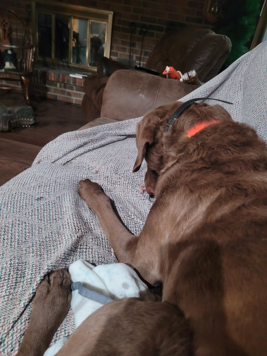 softtosslefty's tweet image. 1st time I've had Grandpup in 6 weeks. He's not allowed bones or on the couch at his house. My house...couch and bone from butcher shop.