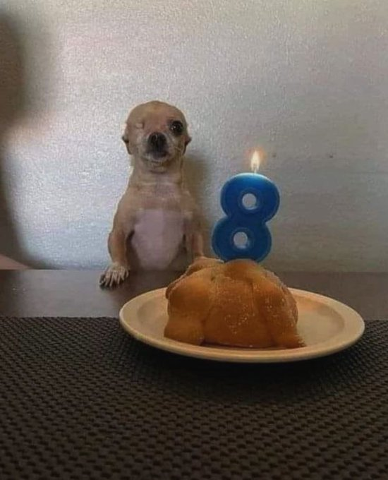 Just Pets 🐾 tweet media