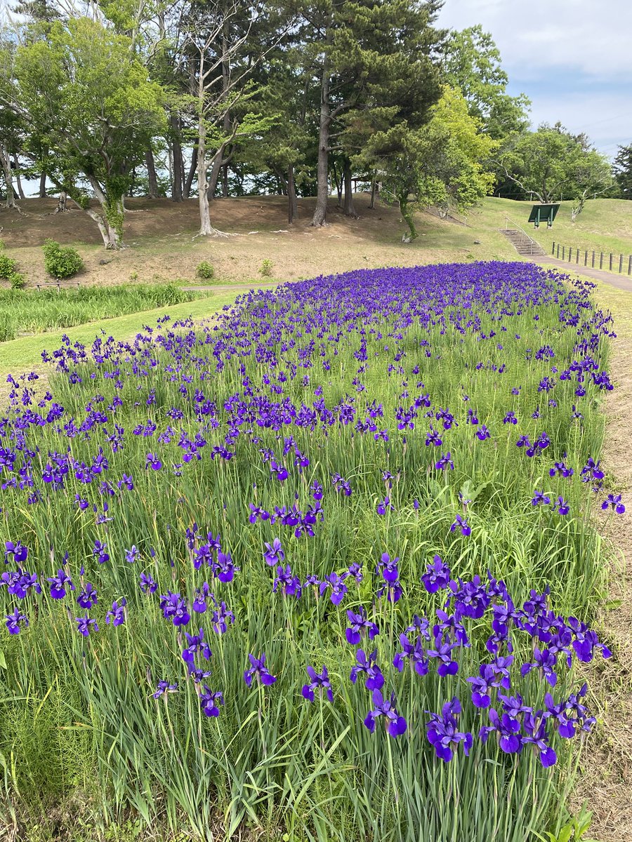 haluhalulu's tweet photo. 5月23日、多賀城跡あやめ園に行ってきました
原種のあやめが満開でした
南門跡にはマツバウンランが小さな可愛い花を咲かせていました(動画は5月16日撮影)
 #多賀城跡あやめ園
 #多賀城跡あやめまつり
 #多賀城南門跡
 #多賀城碑
 #多賀城 https://t.co/BjGVVEe7Hi