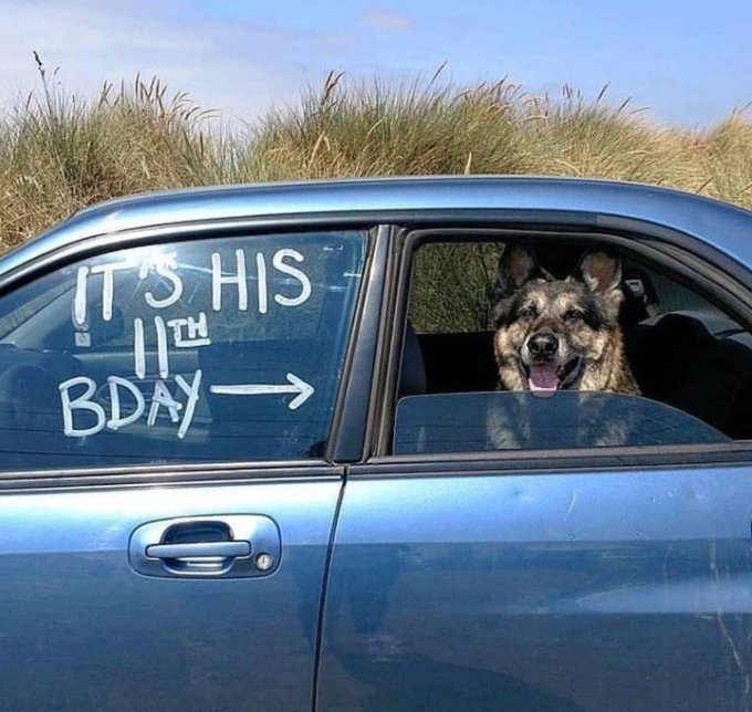 Just Pets 🐾 tweet media