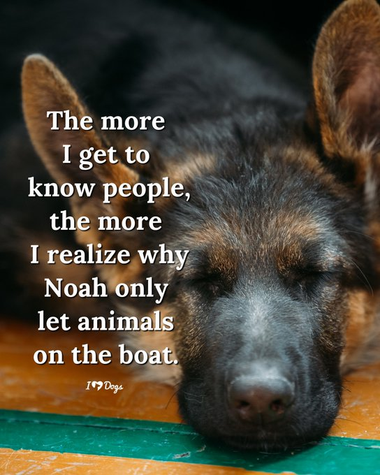 Just Pets 🐾 tweet media