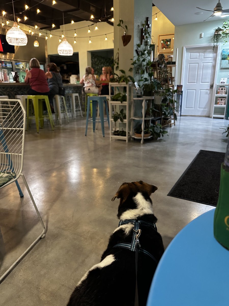 Yep… another adventure  🐾🐾 I’m a happy #beagle