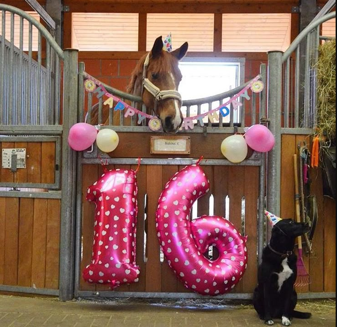 Just Pets 🐾 tweet media