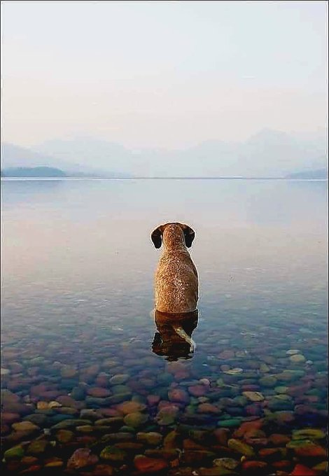 Just Pets 🐾 tweet media