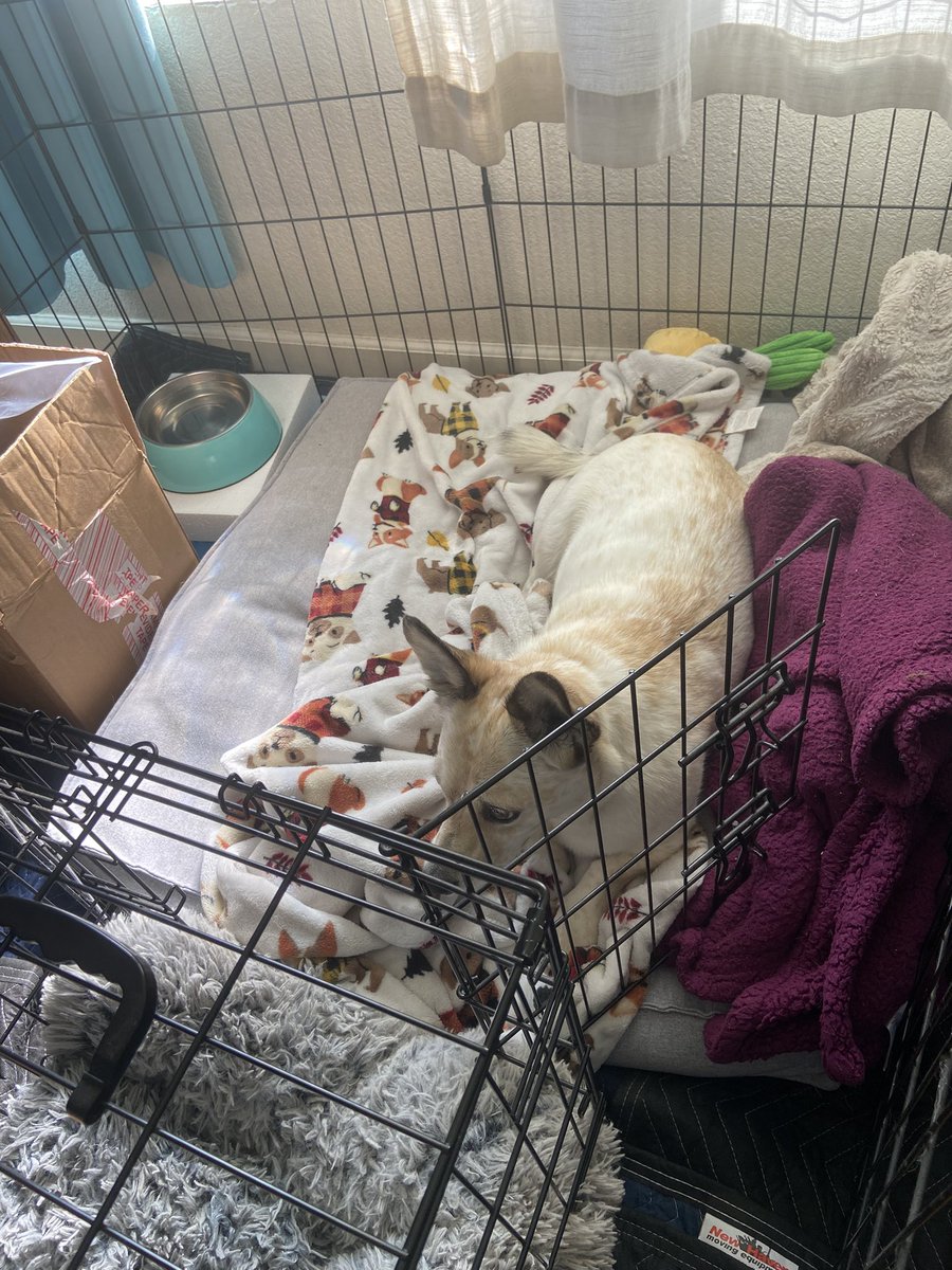 Zero has been experiencing some major pain flair ups from what they think is ivdd. This has been a very difficult week and it’ll continue for a few more. We are pretty remote and are trying to get him into a neurologist. I don’t know if he will need surgery yet. I’m sad.