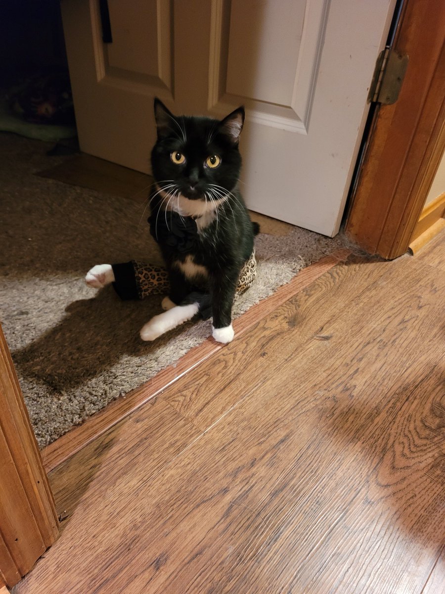 🌺Flower Fancy Pants!🌺 tweet media