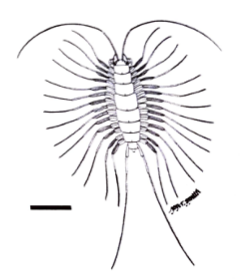 ESCONI's tweet photo. Fossil Friday #266: Latzelia primordialis #fossils #paleontology #MazonCreek #FossilFriday #centipede #pit11 #pennsylvanian #myrapod #Illinois
https://t.co/rLBao6HnXi https://t.co/UYnetdnUJX