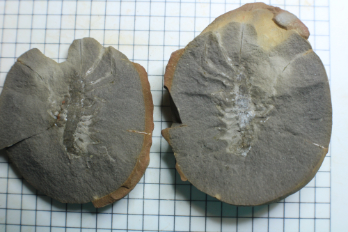 ESCONI's tweet photo. Fossil Friday #266: Latzelia primordialis #fossils #paleontology #MazonCreek #FossilFriday #centipede #pit11 #pennsylvanian #myrapod #Illinois
https://t.co/rLBao6HnXi https://t.co/UYnetdnUJX