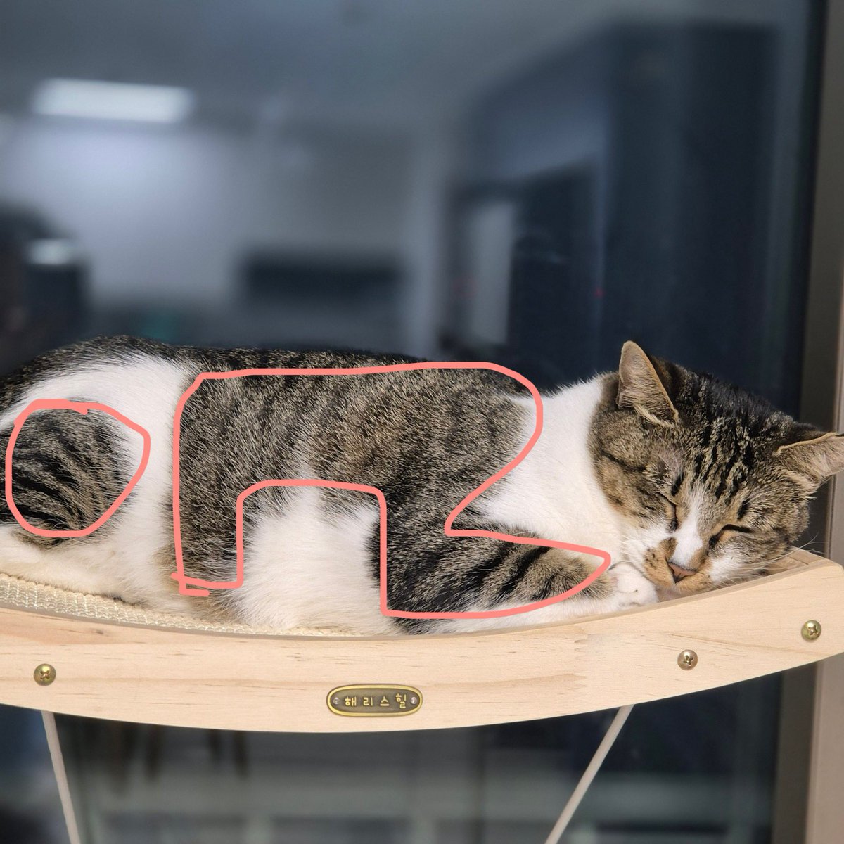 좌절 금지 고양이 그레텔 💦OTL💦