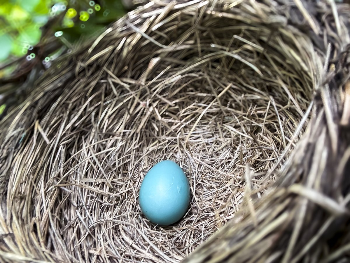 William Murray tweet media