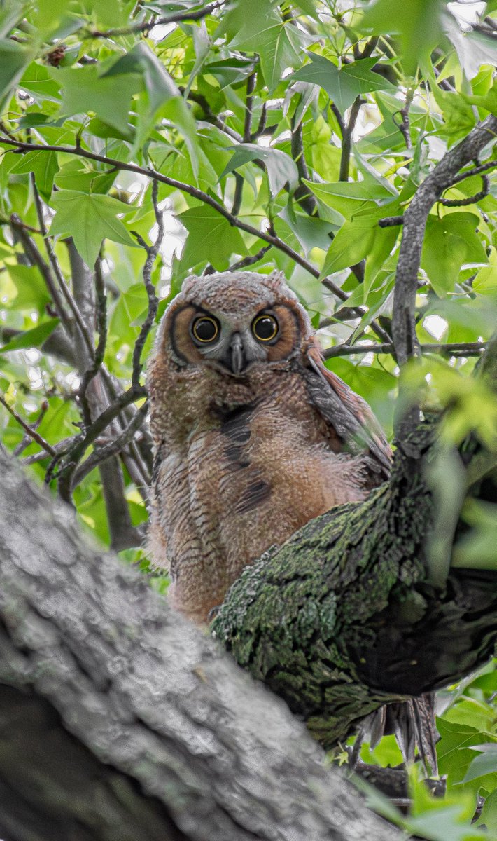 William Murray tweet media