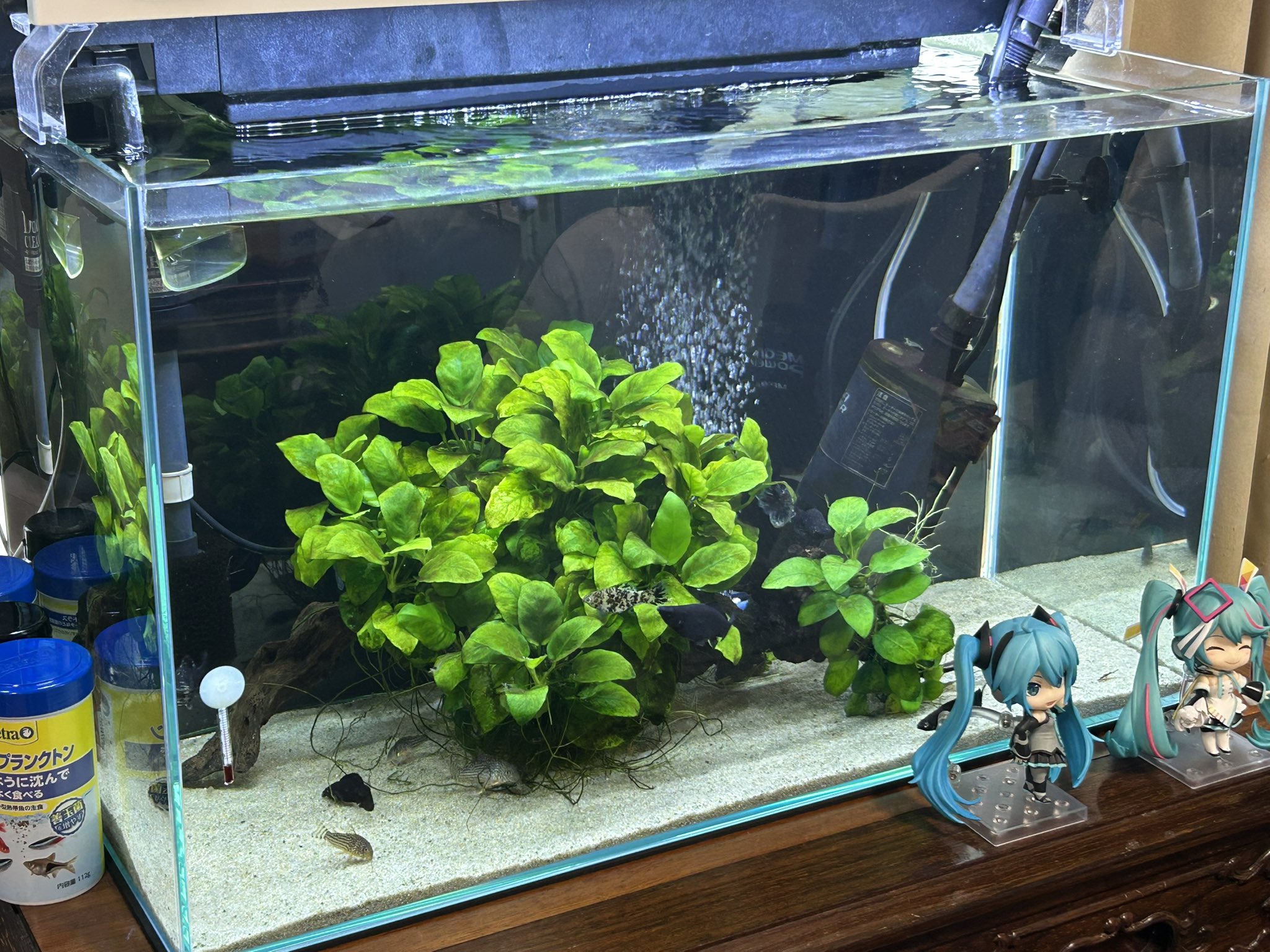 Amazon | zjdgweh メダカ 水槽 丸型金魚鉢 ガラス 透明 テーブル