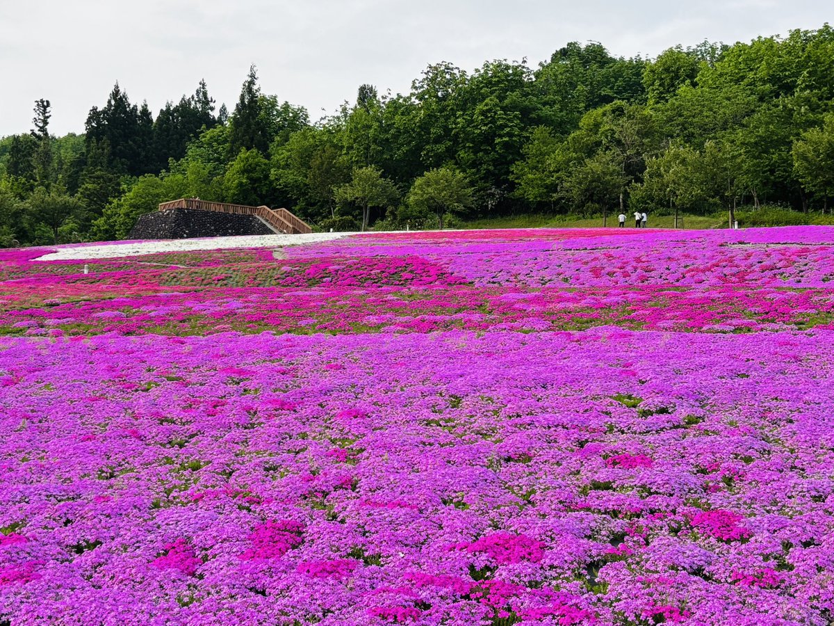 19570521H's tweet photo. #芝桜
#花と緑と雪の里公園 https://t.co/JNPwW74HT9