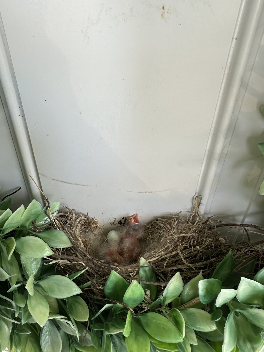 turtleneckboy84's tweet photo. My parents have a birds nest with babies on their front door wreath https://t.co/0e9Izh3kU4