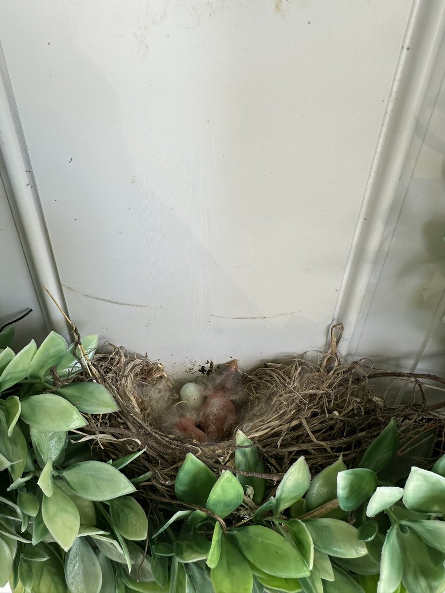 turtleneckboy84's tweet photo. My parents have a birds nest with babies on their front door wreath https://t.co/0e9Izh3kU4