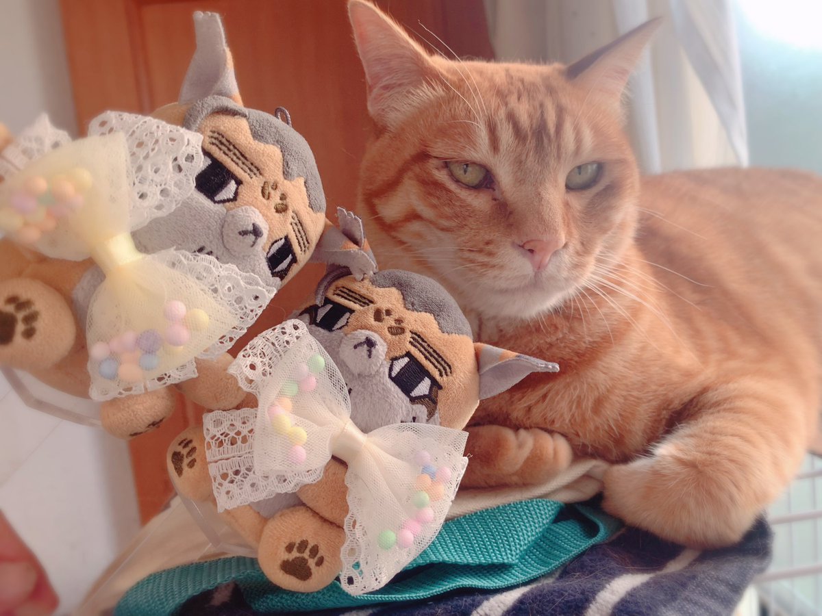 764w_v's tweet image. ぴ様(@piGKpi )のぬい用のステージ、リングお迎えしました！
次男猫の事もあり、なかなか外出できないので家の中での撮影ですが、フォゼが固定されて撮影しやすい✨

フォゼと素敵な写真撮りに行くのが楽しみです😊

素敵なお品物ありがとうございます！