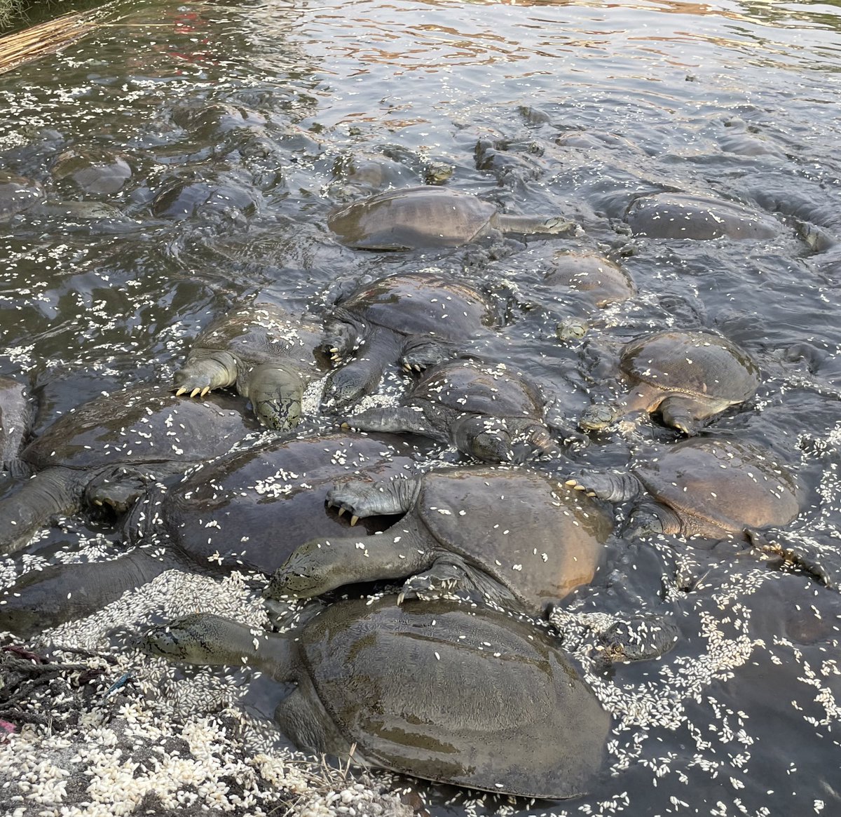 ipsanukriti14's tweet image. On the occasion of #WorldTurtleDay, Sambhal police along with Forest dept, @WWFINDIA &amp;amp; Jal Thal Vayu foundation  got together at our own Kachue wala Gaanv, Kashipur and took a pledge to preserve our natural heritage, the Gangetic soft shell turtles 🐢 
#UPPolice 
#uppcares