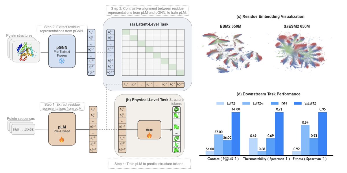Structure-Aligned Protein Language Model

１．Structure-Aligned Protein Language Model (SaPLM) augments sequence-only protein language models (pLMs) with structural knowledge by aligning their representations with those from pre-trained protein graph neural networks (pGNNs),