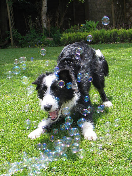 willbarkfortoys's tweet image. “Scout chased our bubble toy for 30 minutes straight—pure joy!” 🫧
See spring faves: willbarkfortoys.com
#SpringWithDogs #BarkBubbles #JoyfulPup