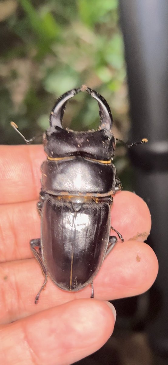 去年関東で取り逃したメスかな？笑
その樹液木は伐採されて萎えてたけど
違う木で見つけた👀大歯は去年の✋

餌はピーナッツかな🥜