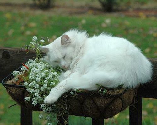 ᅠ ᅠ (@greendreaams) on Twitter photo 