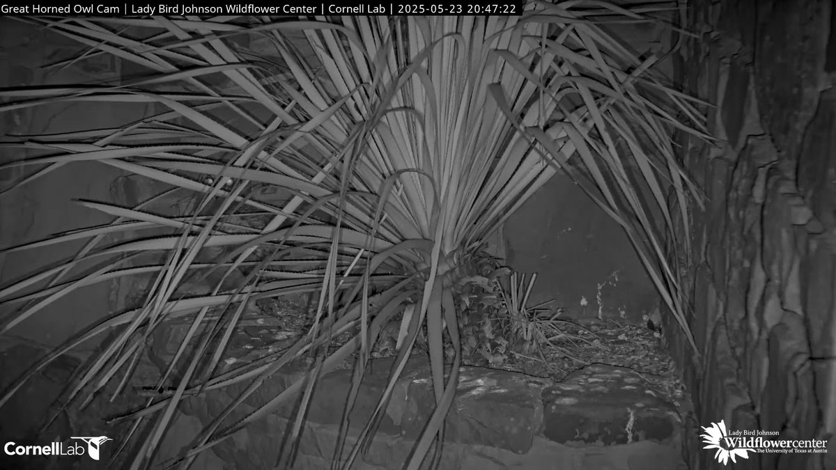 20:47 5/23 Can you spot the owlet?