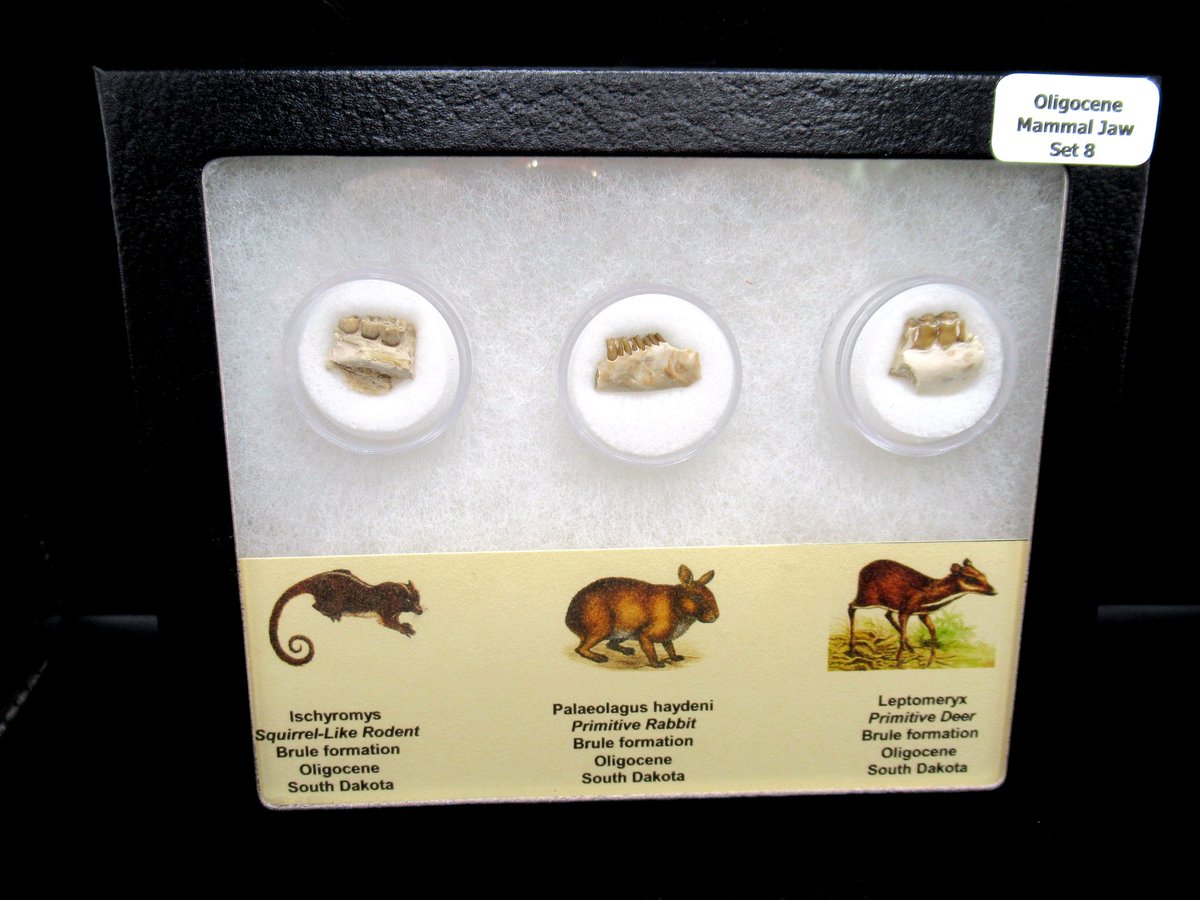 🦷 Fossil Mammal Jaw Set – #8
💰 $50.00  3 Genuine Jaws
📍 Ischyromys, Palaeolagus &amp; Leptomeryx
🦣 Oligocene Age  Brule Formation, South Dakota
🖼️ Comes in 5.25″ x 6.25″ Riker mount w/ label display
prehistoricfossils.com
#FossilsForSale #Oligocene #Paleontology #FossilJaws