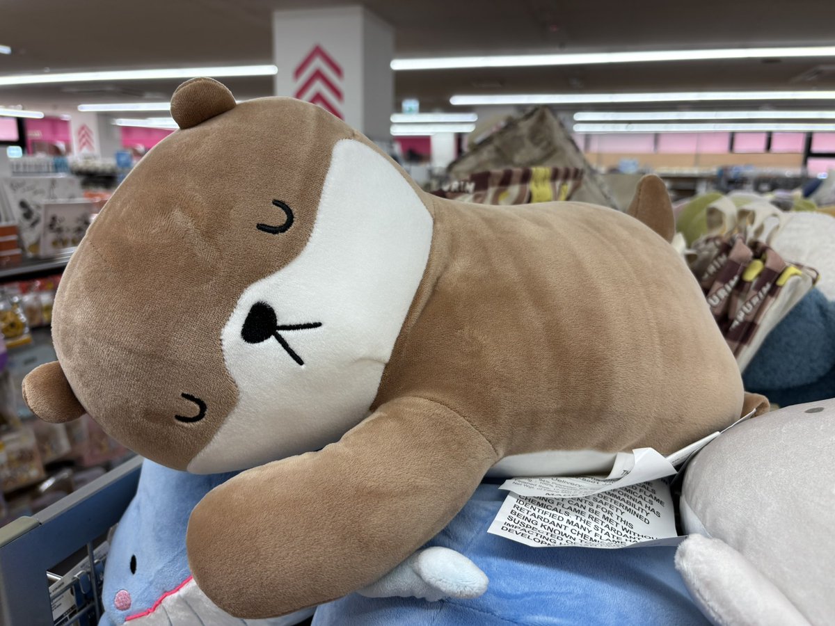 kotsumedaisuki's tweet photo. 可愛い（カワウソ） https://t.co/YqPxjbuYMT