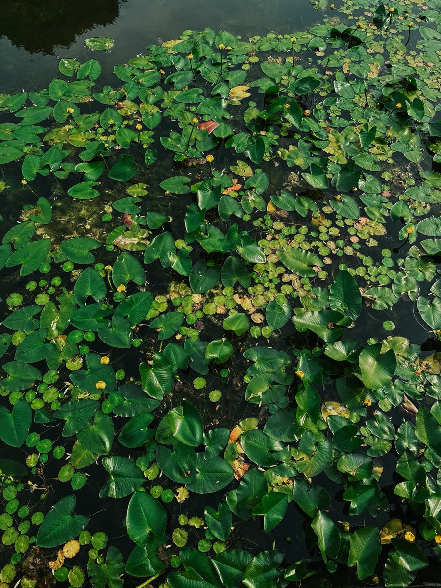 Хлебом не корми, дай по старине погулять 🥰