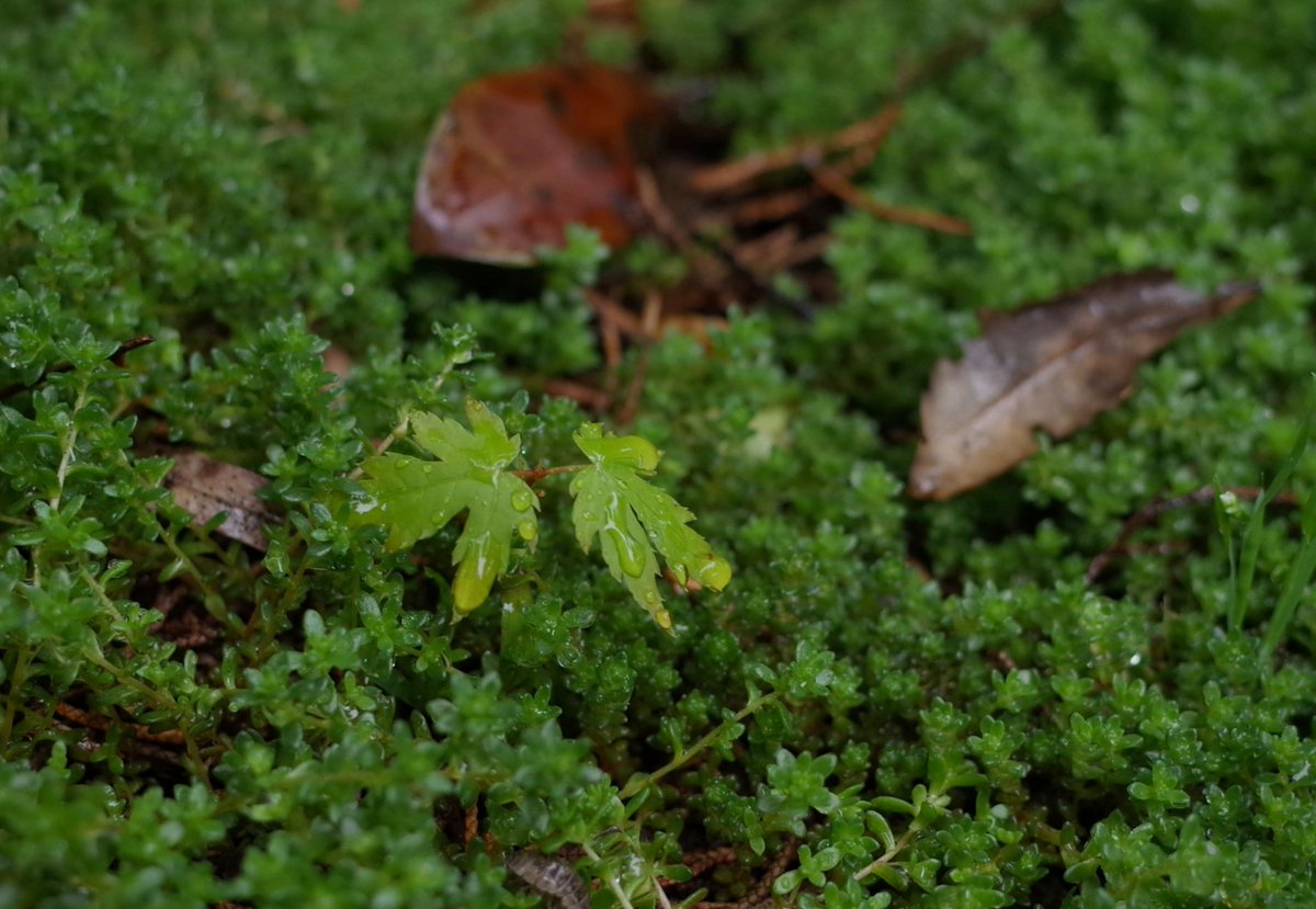 翼果の芽生え
モミジ