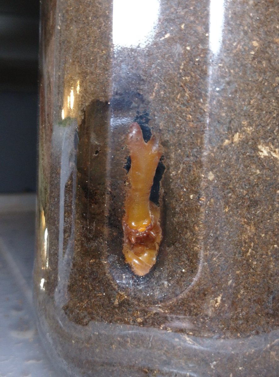 【速報】
イワフネくん、サナギになる