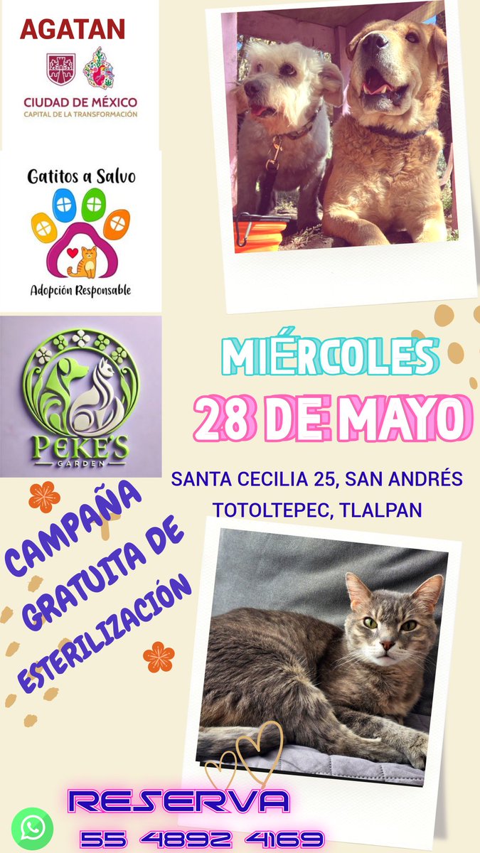 🐾🐾Gatitos a salvo🐾🐾 (@gatitosasalvo) on Twitter photo Zona del Ajusco, pueblos originarios del Ajusco, Tlalpan, ayúdenos difundiendo. Será en las instalaciones de #PekesGarden de <a href="/Oscar_VeCa/">Oz (Peke’s Garden)</a> Zona del Ajusco, pueblos originarios del Ajusco, Tlalpan, ayúdenos difundiendo. Será en las instalaciones de #PekesGarden de <a href="/Oscar_VeCa/">Oz (Peke’s Garden)</a>