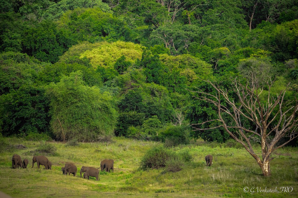 venki_ranger's tweet photo. Happy morning ๐
Tranquility found !
Immense respect for these gentle giants ๐
#jumboseries @tnforestdept @TThenarasu @atrpollachi @TNGeography @NatureIn_Focus @NatGeoPhotos https://t.co/UBQuyGO5Rl