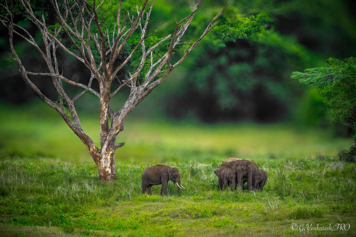 venki_ranger's tweet photo. Happy morning ๐
Tranquility found !
Immense respect for these gentle giants ๐
#jumboseries @tnforestdept @TThenarasu @atrpollachi @TNGeography @NatureIn_Focus @NatGeoPhotos https://t.co/UBQuyGO5Rl