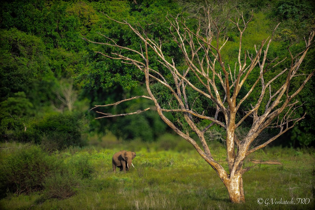 venki_ranger's tweet photo. Happy morning ๐
Tranquility found !
Immense respect for these gentle giants ๐
#jumboseries @tnforestdept @TThenarasu @atrpollachi @TNGeography @NatureIn_Focus @NatGeoPhotos https://t.co/UBQuyGO5Rl